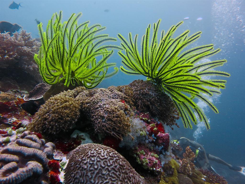 Рейтинг самых удивительных коралловых рифов в мире