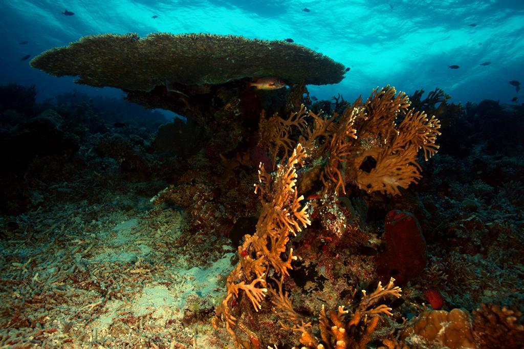 Рейтинг найдивовижніших коралових рифів у світі