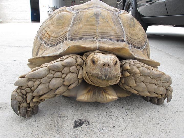 Калифорнийские полицейские устроили погоню за 68-килограммовой черепахой