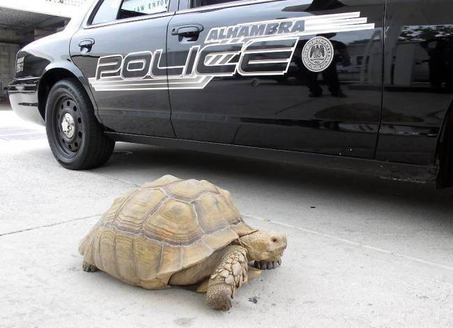 Калифорнийские полицейские устроили погоню за 68-килограммовой черепахой