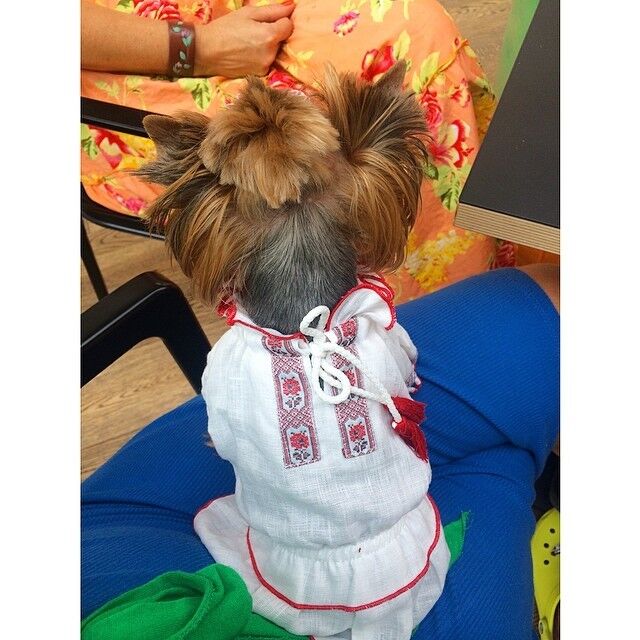 Слава из "НеАнгелов" даже собаку нарядила в вышиванку