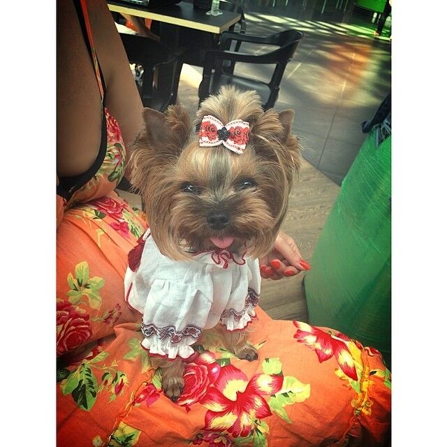 Слава из "НеАнгелов" даже собаку нарядила в вышиванку