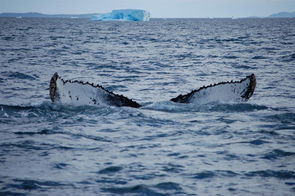 "Королевство холода". Путешествие по Нууку