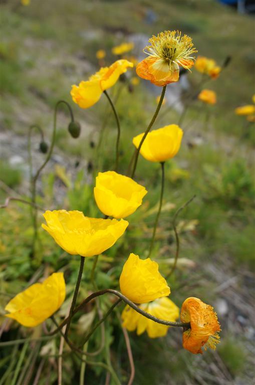 "Королевство холода". Путешествие по Нууку