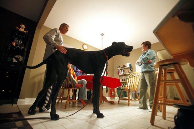 Умерла самая высокая в мире собака