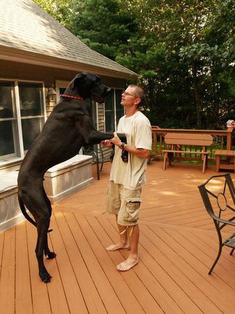 Умерла самая высокая в мире собака