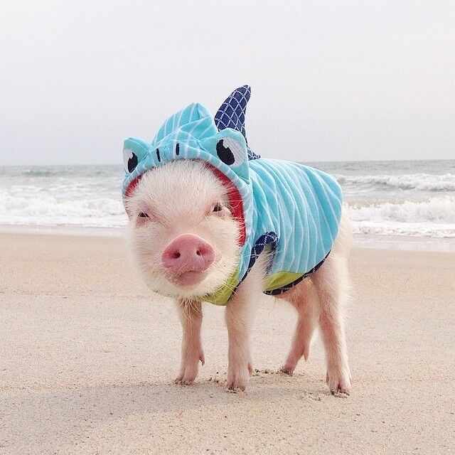 Присцилла – самый модный мини-поросенок интернета