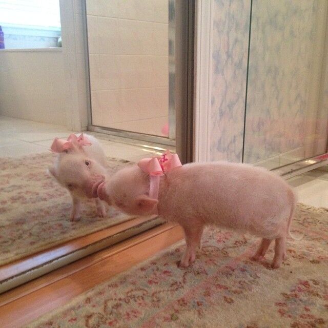 Присцилла – самый модный мини-поросенок интернета