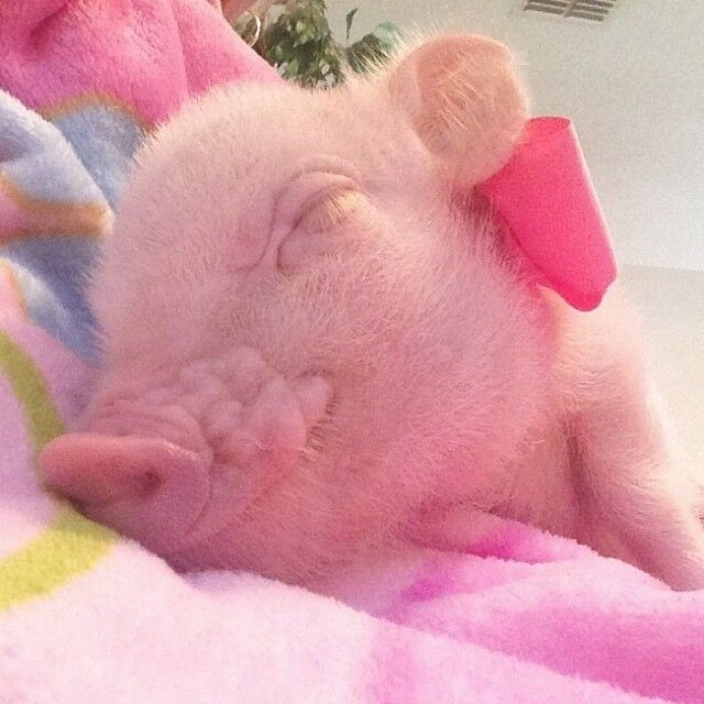 Присцилла – самый модный мини-поросенок интернета