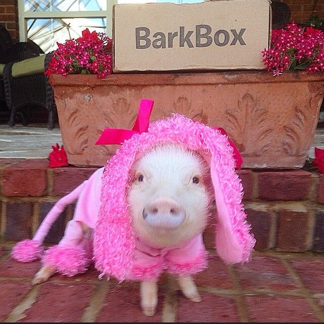 Присцилла – самый модный мини-поросенок интернета