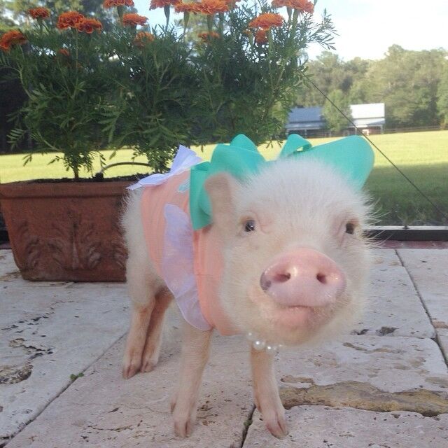 Присцилла – самый модный мини-поросенок интернета