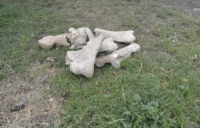 Иркутские археологи нашли останки мамонтенка
