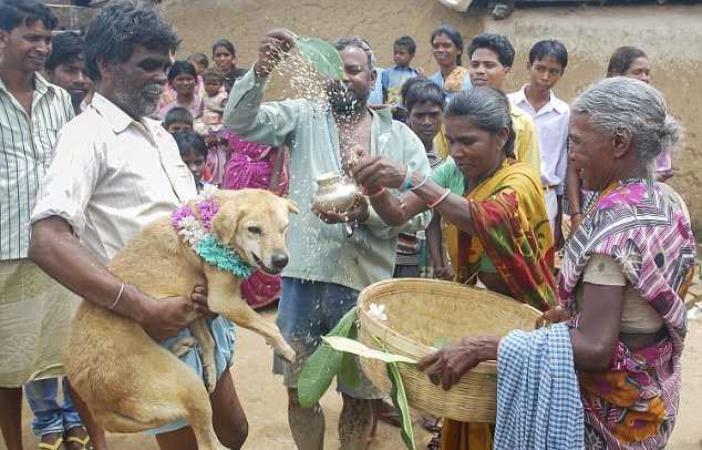 В Индии де вушку заставили выйти замуж за собаку