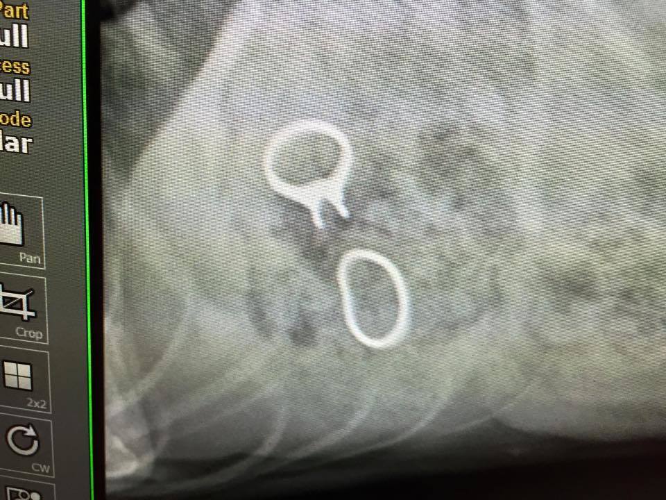 В США щенок проглотил обручальные кольца за $23 тыс. Фото- и видеофакт