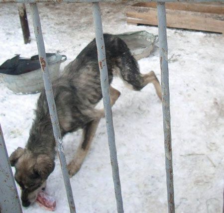 В Киеве появился "концлагерь" для собак: ужасающие фото питомцев приюта в Бородянке