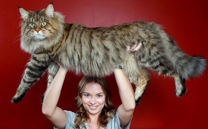 20 животных-гигантов, в существование которых трудно поверить