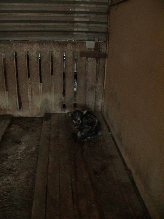 В Киеве появился "концлагерь" для собак: ужасающие фото питомцев приюта в Бородянке