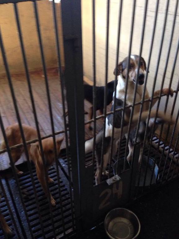 Собак из "концлагеря" под Киевом проведали чиновники: они отрицают, что животные умирают от голода