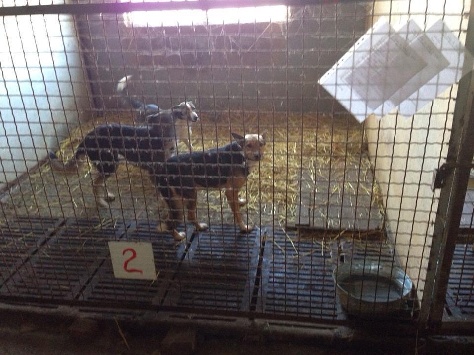 Собак из "концлагеря" под Киевом проведали чиновники: они отрицают, что животные умирают от голода