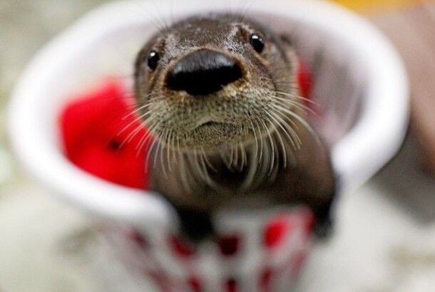 20 фото о том, что выдры  – самые смешные и милые животные