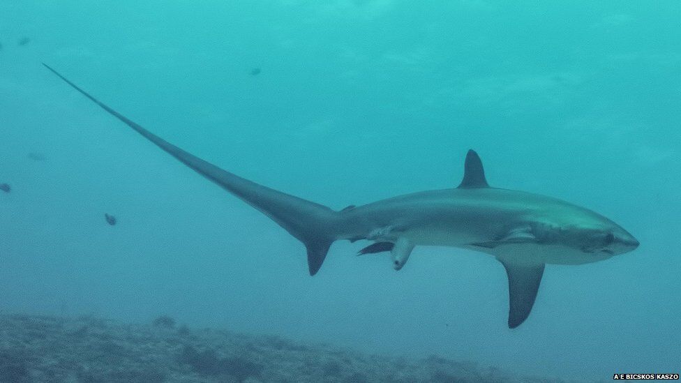 Океанологи впервые засняли роды акулы в океане