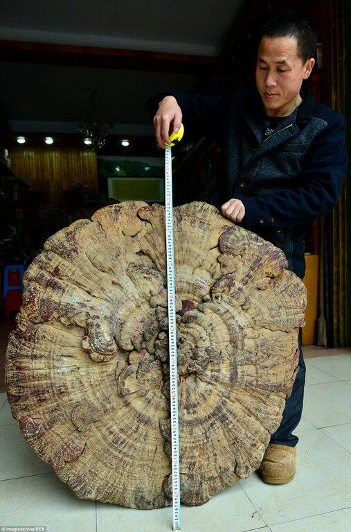 В Китае обнаружили удивительный "гриб бессмертия"