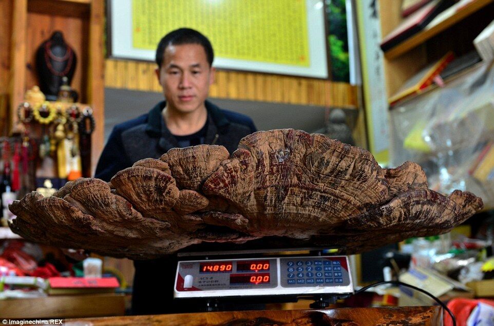 В Китае обнаружили удивительный "гриб бессмертия"