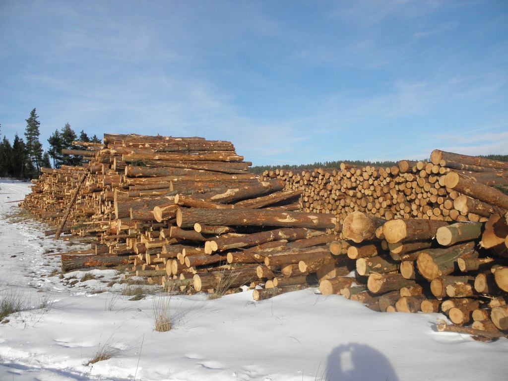 Варварство. В сети показали шокирующие фото срубленного леса на Львовщине