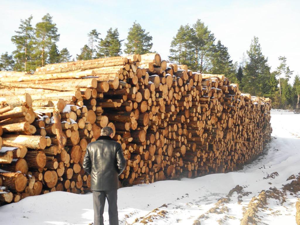 Варварство. В сети показали шокирующие фото срубленного леса на Львовщине