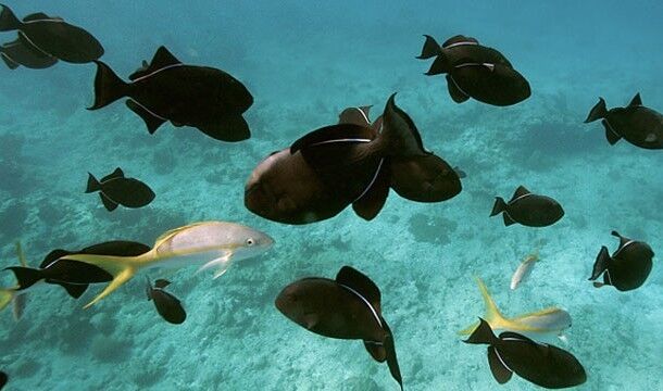 Мировые тайны, которые все же удалось раскрыть