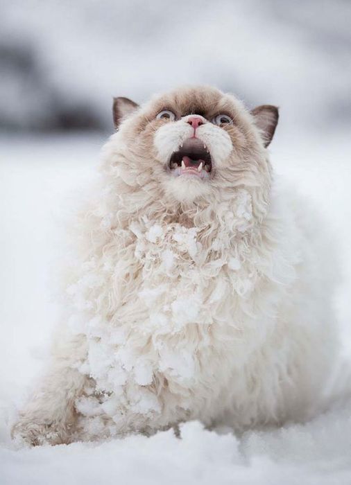 Забавная реакция животных на первый снег