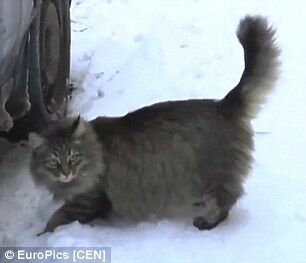 Кошка из России, которая согрела на морозе брошенного младенца, стала мировой звездой