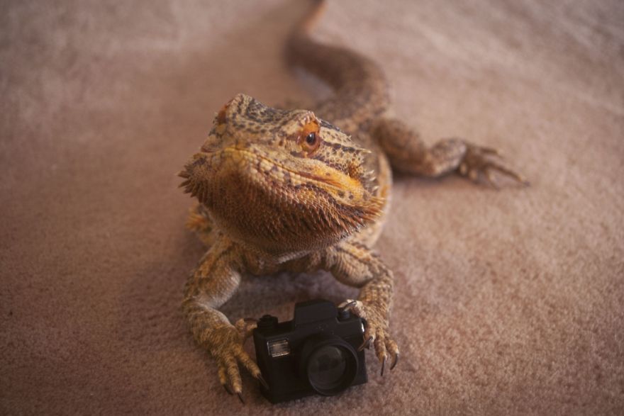 Врожденная модель – ящерица очень любит позировать перед камерой