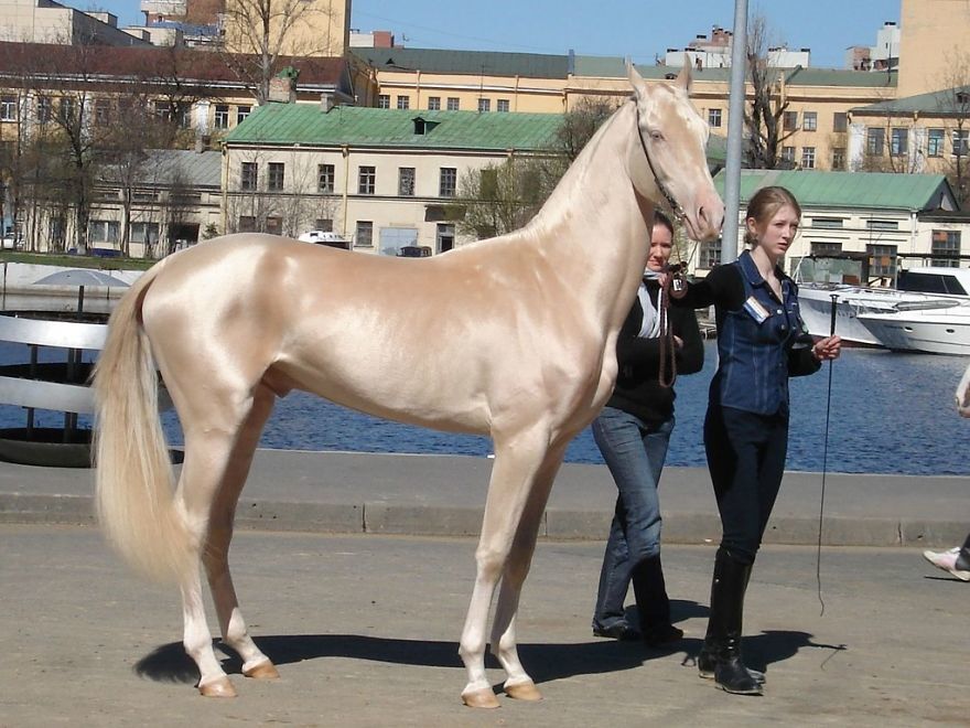 Розовые кузнечики, желтые лягушки и белые белочки: 31 фото разноцветных животных