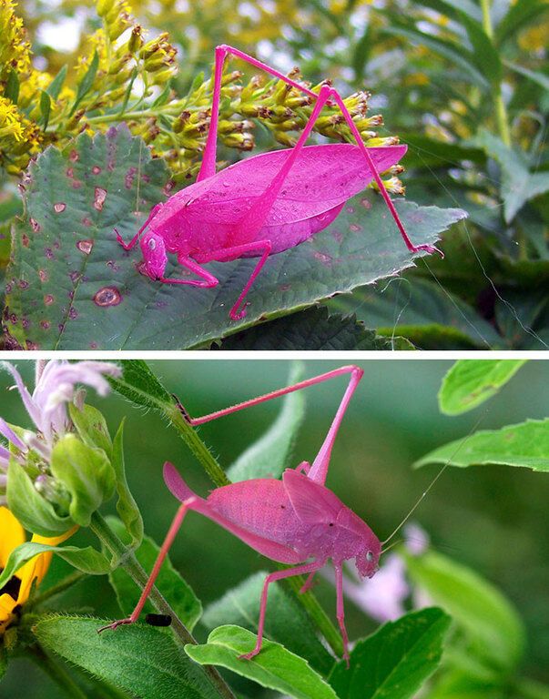 Розовые кузнечики, желтые лягушки и белые белочки: 31 фото разноцветных животных