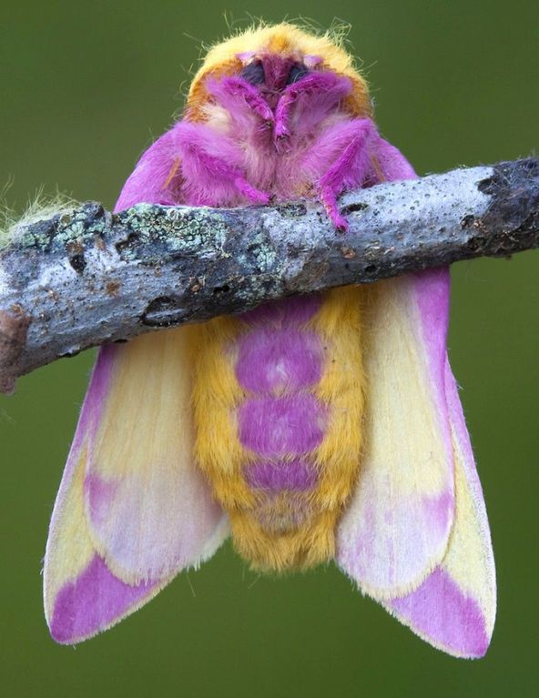 Розовые кузнечики, желтые лягушки и белые белочки: 31 фото разноцветных животных