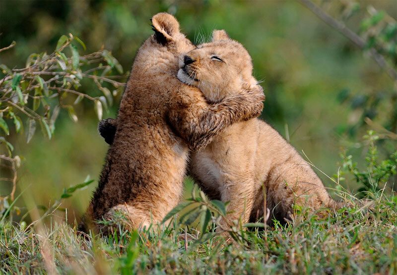 10 самых трогательных "обнимашек" из мира животных