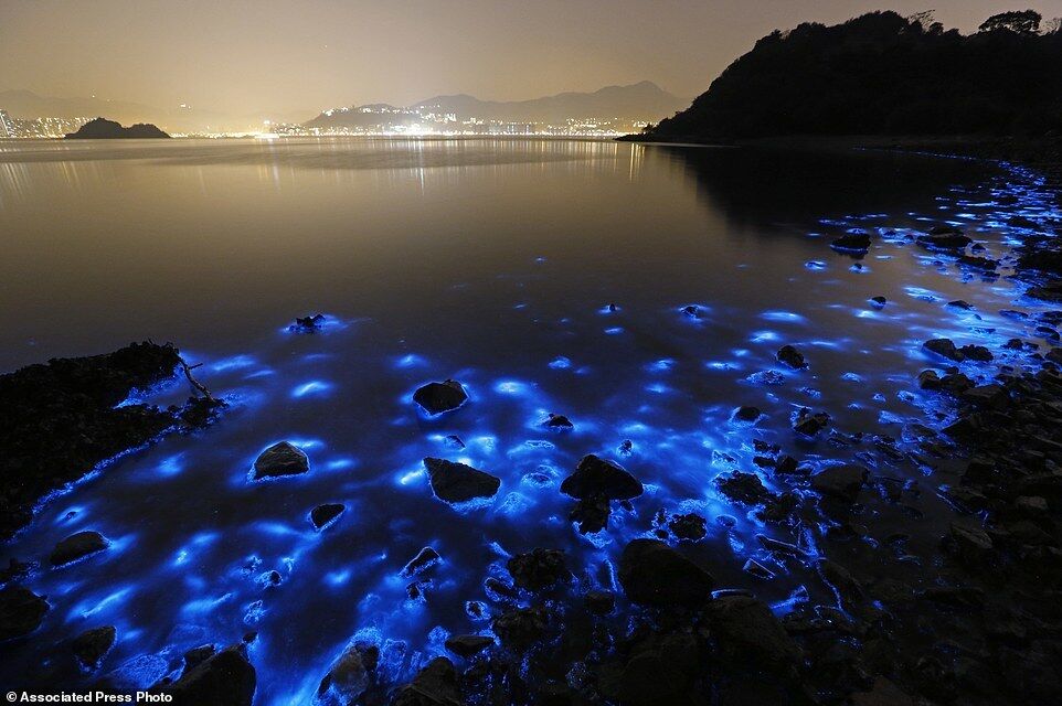 В Китае берега моря засветились синим светом