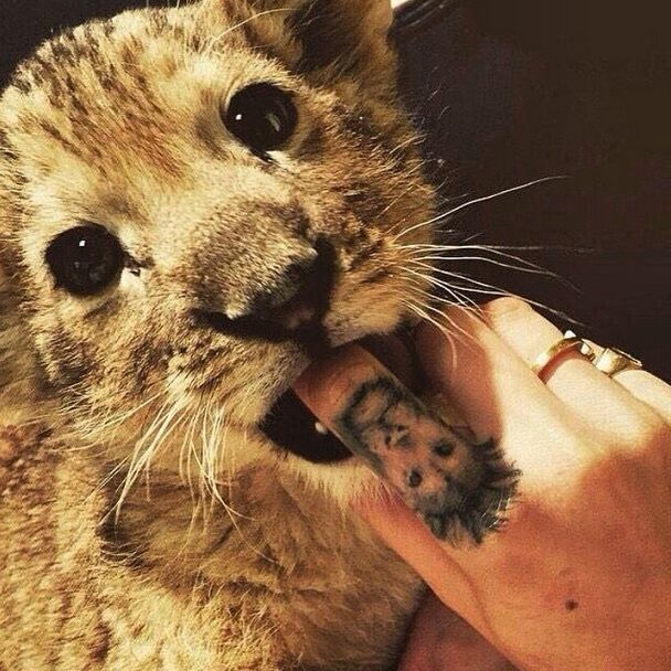 Модель Кара Делевинь устроила шоу с живым львом