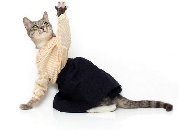20 самых стильных котов со всего мира