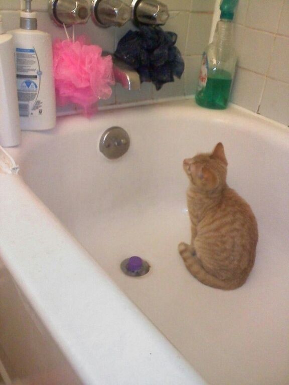 Фотографии кошечек, которые мечтают о том, чтобы принять душ