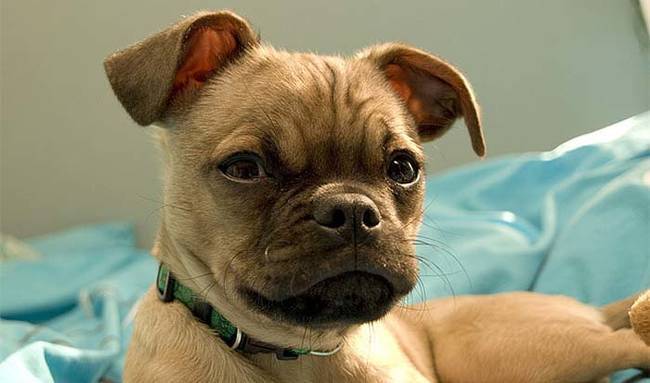  22 породы очаровательных собак, о существовании которых вы даже не подозревали