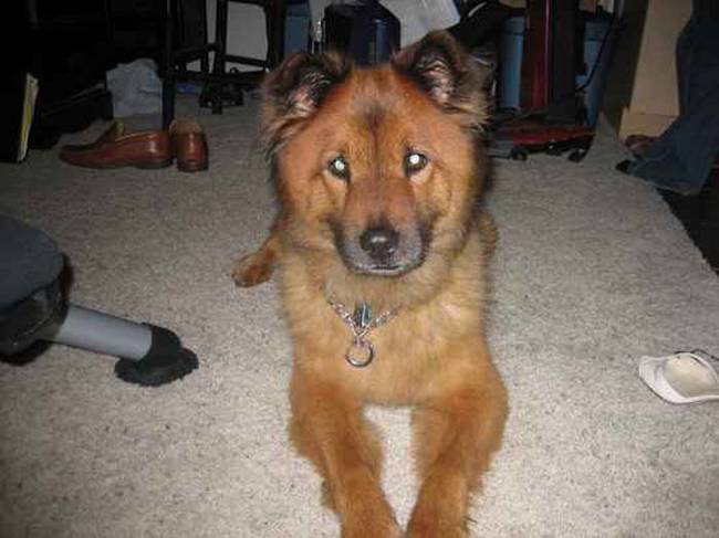  22 породы очаровательных собак, о существовании которых вы даже не подозревали