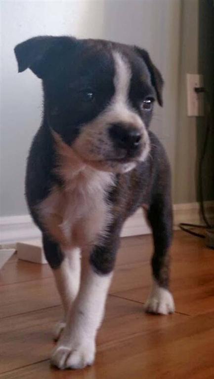  22 породы очаровательных собак, о существовании которых вы даже не подозревали