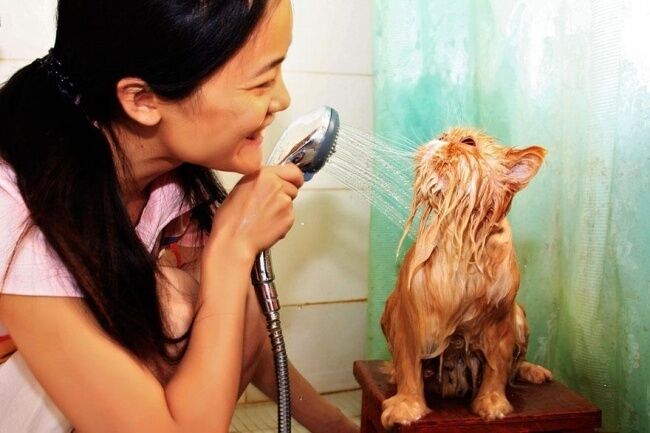 Фотографии кошечек, которые мечтают о том, чтобы принять душ