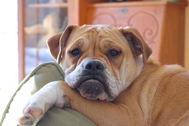  22 породы очаровательных собак, о существовании которых вы даже не подозревали