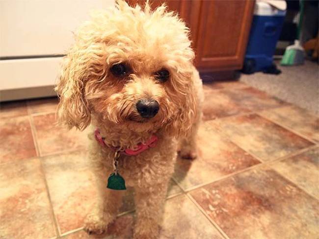  22 породы очаровательных собак, о существовании которых вы даже не подозревали