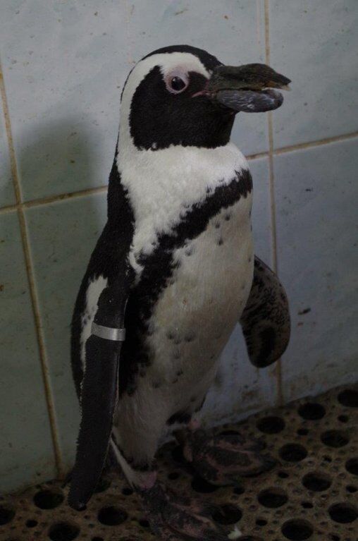 В польском зоопарке пингвину впервые установили протез клюва