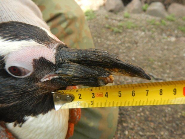 В польском зоопарке пингвину впервые установили протез клюва