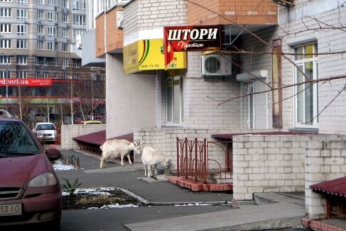 В Киеве среди многоэтажек ходят козы: фотофакт 